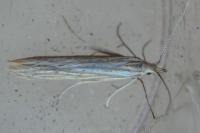 Coleophora