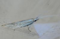 Coleophora