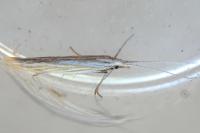 Coleophora