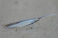 Coleophora