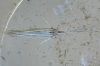 Coleophora