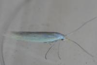 Coleophora
