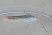 Coleophora