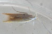 Coleophora