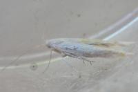 Coleophora