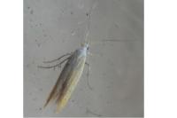 Coleophora