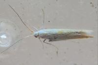 Coleophora