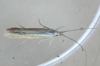 Coleophora