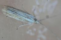 Coleophora