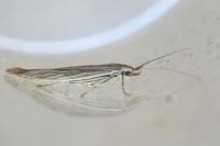Coleophora