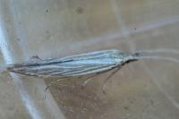 Coleophora