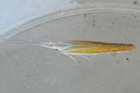 Coleophora