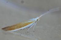 Coleophora