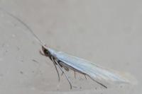 Coleophora
