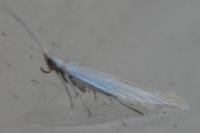 Coleophora