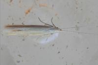 Coleophora