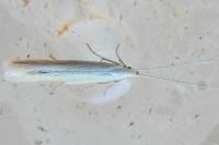 Coleophora
