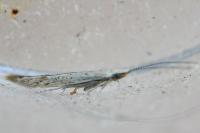Coleophora