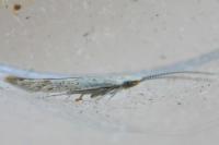 Coleophora