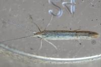 Coleophora