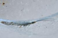 Coleophora