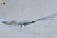 Coleophora