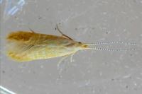 Coleophora
