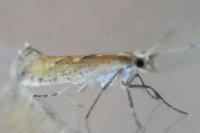 Plutella xylostella