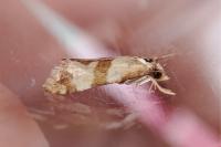 Phalonidia contractana