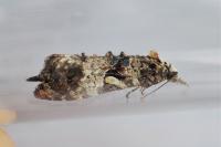 Phtheochroa rugosana