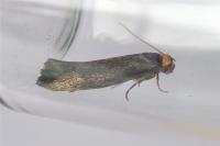 Cephimallota crassiflavella