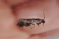 Dryadaula heindeli