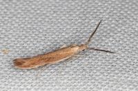 Coleophora wockeella/onopordiella