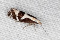 Eidophasia syenitella