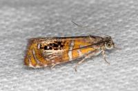 Olethreutes arcuella