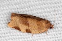 Choristoneura hebenstreitella