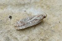 Agonopterix