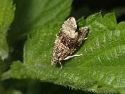 Celypha lacunana