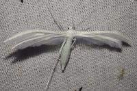 Pterophorus pentadactylus