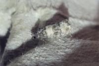 Piniphila bifasciana