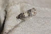 Piniphila bifasciana