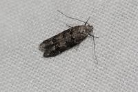Exoteleia dodecella