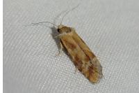 Rhyacionia buoliana