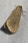 Bijugis bombycella