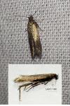 Oxypteryx unicolorella