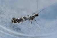 Gracillaria syringella
