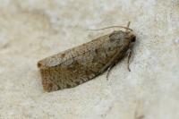 Epiblema grandaevana
