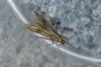 Schreckensteinia festaliella
