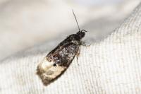 Metendothenia atropunctana