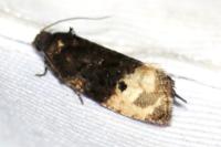 Metendothenia atropunctana